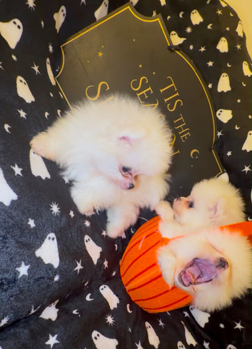 Perfect Pomeranians