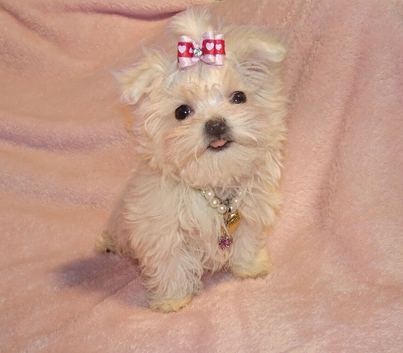 ***Exquisite Micro Tiny Teacup KC Registered Maltese Boy Puppy***