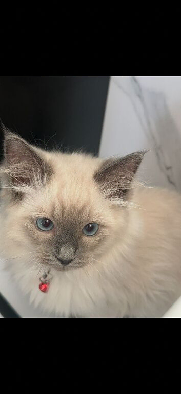 7 month old male ragdoll