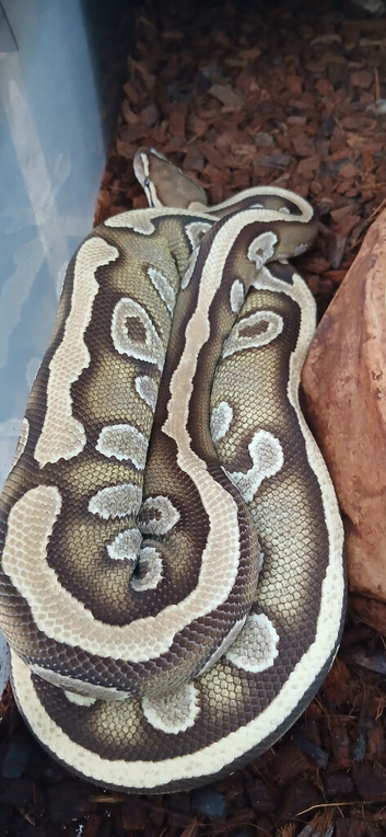 Royal pythons