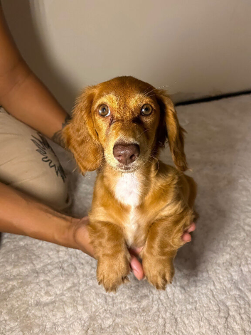 I have 3 Stunning Miniature Dachshund Girls &ndash; Long Hair, Smooth Coat & Rare Chocolate Dapple
