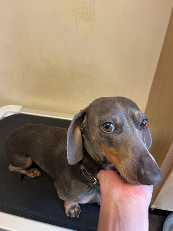 Minature Dachshund