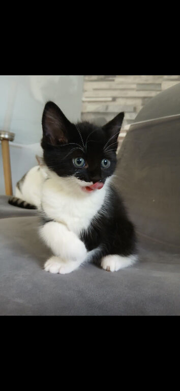 Kitten
