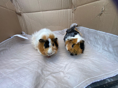 Female Guinea pigs