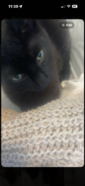 Male cat 7 months,looking for a new home