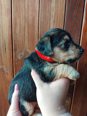 Jackapoo pups