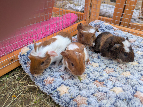 2 baby guineapig boars