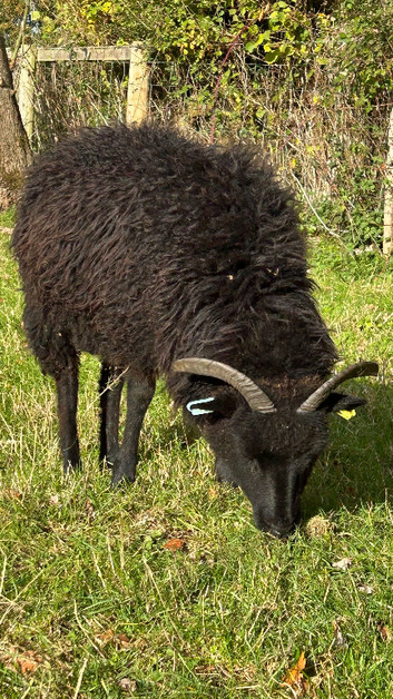 Hebridean ewe