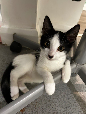 Male kitten