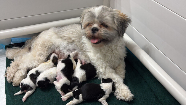 RKC Registered Lhasa Apso Puppies - Home Raised