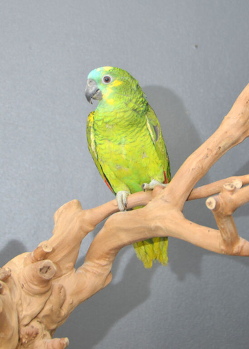 Baby Blue fronted Amazon