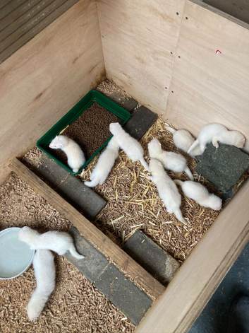 Ferret kits