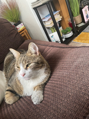 Tabby cat he&rsquo;s male nearly 9 years old very good cat litter trained microchipped
