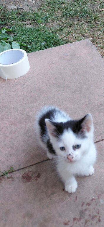 Gorgeous kittens for sale