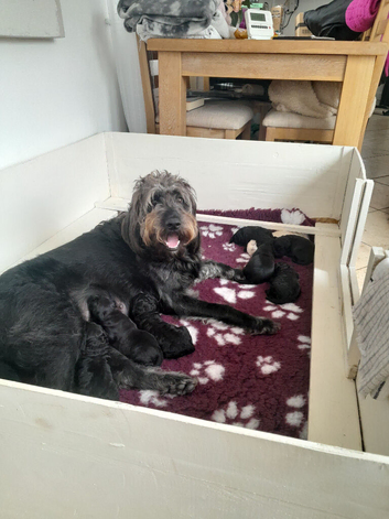 GORGEOUS GOLDENDOODLE PUPPIES READY NOW!!