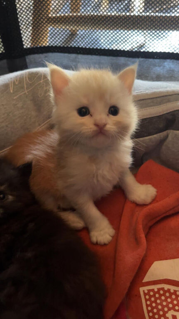 Maine coon mix