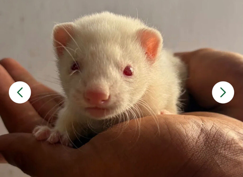 Jill ferret