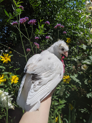 Hand reared fancy young pigeons!