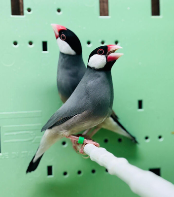 Java finches