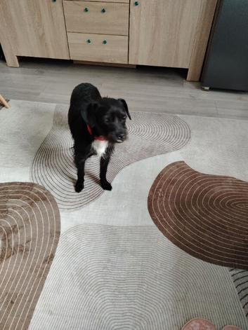 Dog for sale