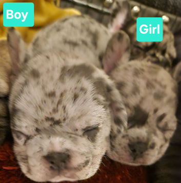 PEDIGREE FRENCH BULLDOG PUPPIES