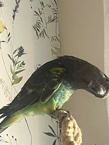 Rare blue bellied Myers parrot male