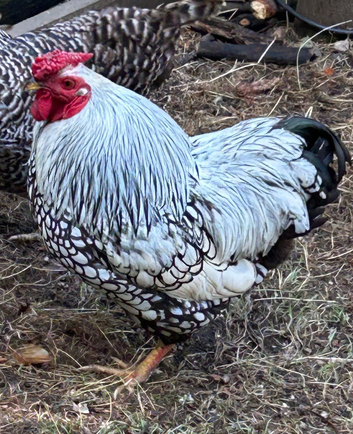 Bantam Silver Laced Wyandotte cockerel