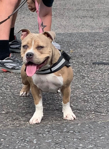 Pocket bully female