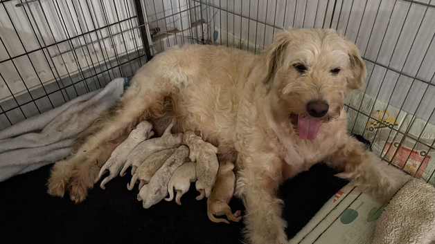 F1B Mini Goldendoodles (3 girls and 4 boys)