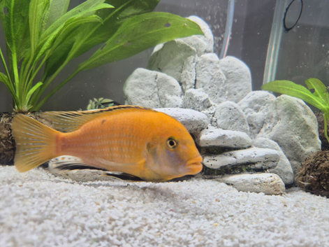 Free to a good home