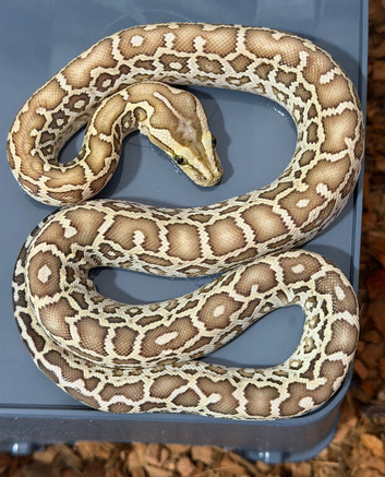 Dwarf Hypo Het Granite Het Albino Burmese python