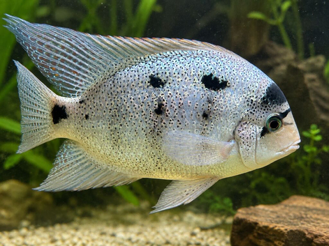 Argentea
