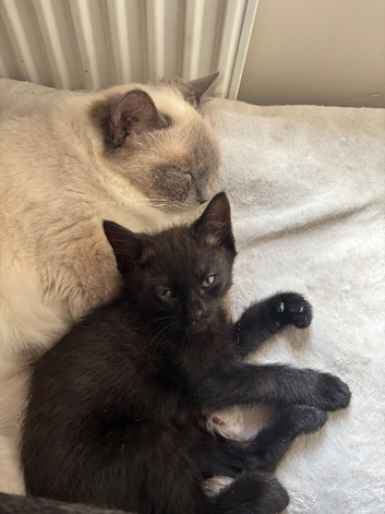Half Ragdoll Kitten &ndash; Ready Soon