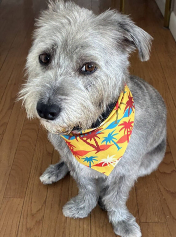 *FERN RESCUE*5 YO TERRIER FOR ADOPTION*