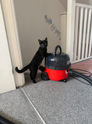 Beautiful black kitten
