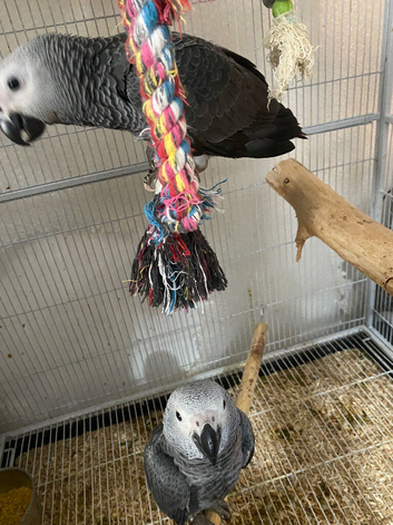 READY TO LEAVE Baby African grey Congo&rsquo;s