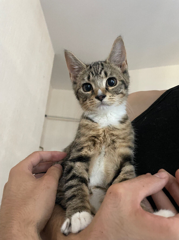 Cute kitten