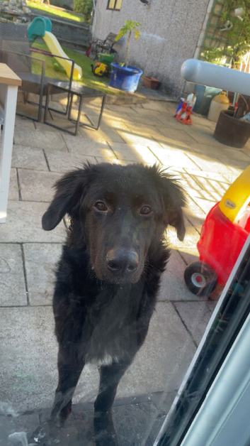 German shepherd x pup