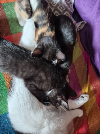 Maincoon x Siamese babies. Ready Now for 4eva loving homes