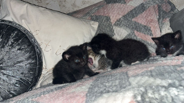 1 tabby, 1 all black & 2 tuxedos.