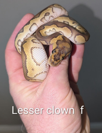 Clown Royal python hatchlings