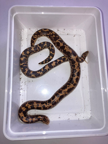 KENYAN SAND BOA - Pair