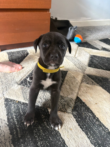 Bull cross puppies