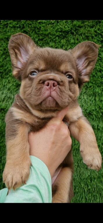LAST 2 GIRLS REMAINING!! KC REGISTERED QUALITY FLUFFY FRENCH BULLDOGS