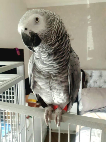 Beautiful Male African Grey Parrot