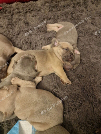 French bulldog puppies