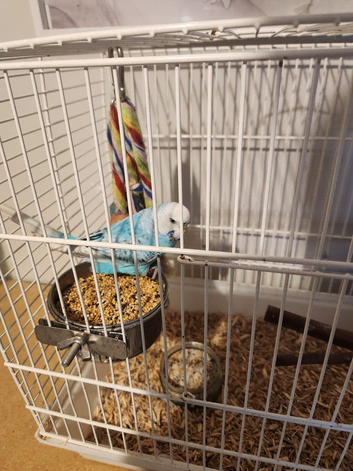 2025 cock budgie