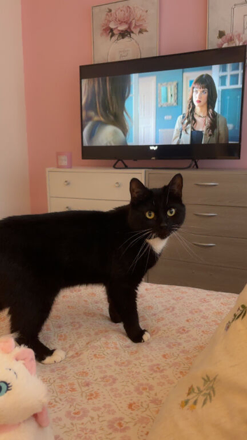 Black and white tuxedo male cat