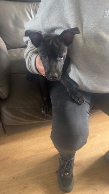 Last boy available lovely pup very boisterous
