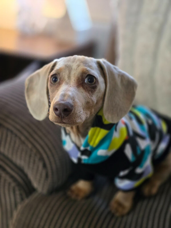 Isabella dapple miniature dachshund